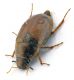Comb0731_14cr.jpg
