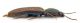 Comb0724_13cr.jpg