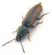 Comb0725_17cr.jpg