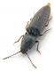 Comb0722_20cr.jpg