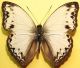 Cymothoe caenis Dryry, 1773 (3).jpg