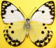Belenois calypso Drury, 1773 (2).jpg