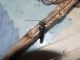 Agapanthia (Epoptes) irrorata (Fabricius, 1787).jpg