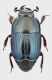 Pachycraerus 1.jpg