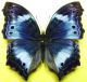 Protogoniomorpha cytora Doubleday, 1847 (2).jpg