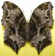 Protogoniomorpha cytora Doubleday, 1847 (3).jpg