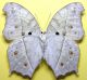 Protogoniomorpha parhassus Drury, 1782 (3).jpg