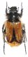 Eulasia (Eulasia) chrysopyga Falderman, 1835.JPG