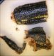 Coleoptera_con scaglie.jpg