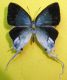 Hypolycaena antifaunus Westwood 1851 (3).jpg