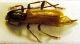 Stenhomalus bicolor.jpg