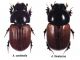 Aphodius cardinalis + A. fimetarius.jpg