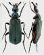 Cerocoma_Metacerocoma_prevezaensis rid.jpg