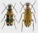 Euzonitis sexmaculata 1 rid.jpg