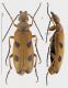 Euzonitis sexmaculata rid.jpg