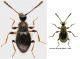 Scydmaenidae_Maccarese_2-XI-2012_1,35mm_grey.jpg