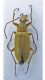 Alleculidae-01.jpg