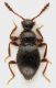 Scydmaenidae_Maccarese_2-IV-2013_1,6mm_grey.jpg