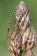 Agapanthia asphodeli2.JPG