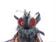 3Tachinidae_Olmedo_suCarabus_8,25mm_sfarf12_IV_2009.jpg