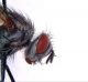 4Tachinidae_Olmedo_suCarabus_8,25mm_sfarf12_IV_2009.jpg