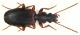 Cymindis Erdemolo.jpg