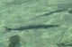 Pianosa 6aprile201327.JPG