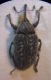 Larinus longirostris 1 A.jpg