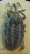 Larinus albocinctus 5 A.jpg
