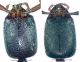 Stenistoderus cephalotes Kraatz, 1858.jpg