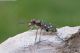 Cicindela-maroccana---Lago-di-Serre-Ponçon_DSC4108_fus.jpg