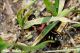 Staphylinus_cf_dimidiaticornis_Variconi_0014.jpg
