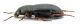 Comb0740_15cr.jpg