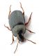 Comb0741_18cr.jpg