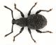 Otiorhynchus.jpg