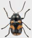 Cryptocephalus-sexpustulatus.jpg
