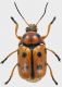 Cryptocephalus-cynarae.jpg