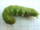 Phlogophora_meticulosa_larva (2).jpg
