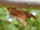Phlogophora_meticulosa_adulto (1).jpg