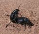 Pimelia-confuse-GV0256.jpg