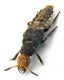 Comb0748_27cr.jpg