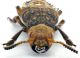 Comb0749_80cr.jpg