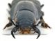 Comb0745_46cr.jpg