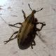Mecaspis alternans (Herbts, 1795) - Curculionidae Lixinae Cleonini .JPG