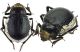 Sympiezocera-sp.jpg