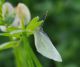IMGP6917_P_ergane_White.JPG