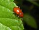 SIC Valli di Novellare RE 15F17-08-11 026b.jpg