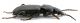 Comb0753_23cr.jpg