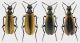 Lydus humeralis set rid.jpg