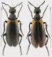 Lydus humeralis f2 rid.jpg